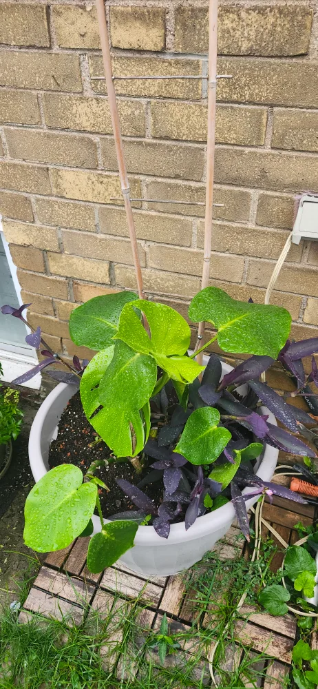 X-Large Potted Plants in Grey plastic . the price is firm image indicator(3)