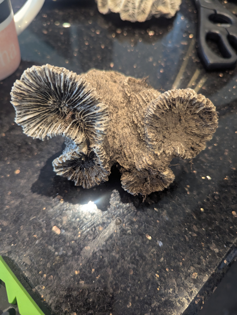 Coral rock