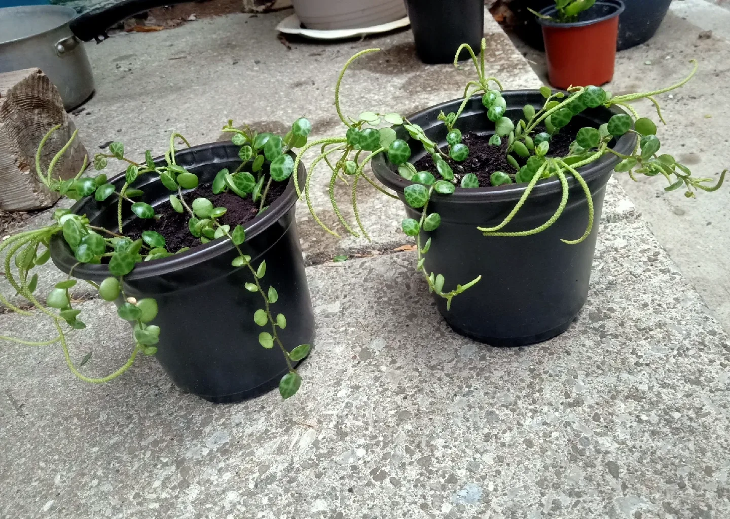 String of Turtles image indicator(2)