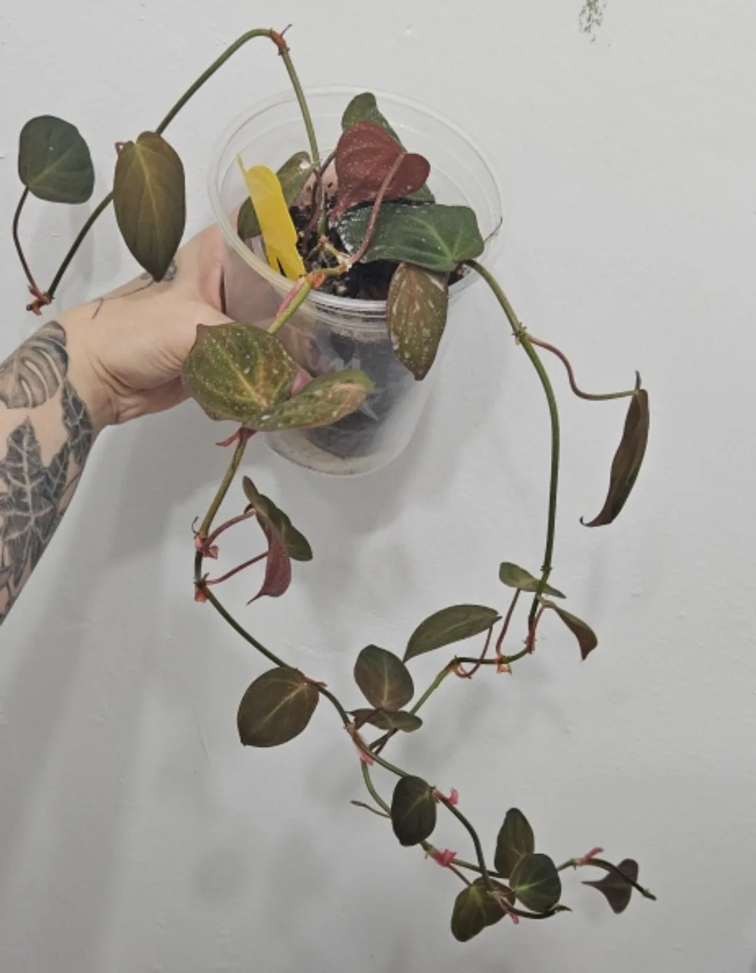 Philodendron Micans image indicator(2)