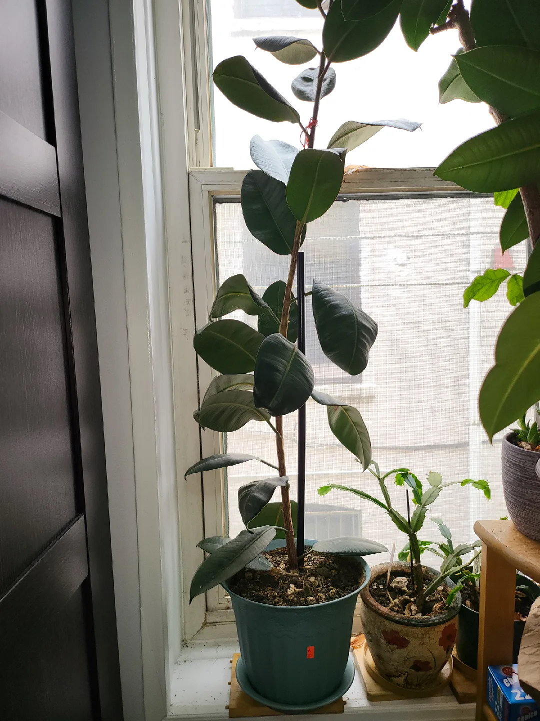 rubber tree, Ficus thumbnail