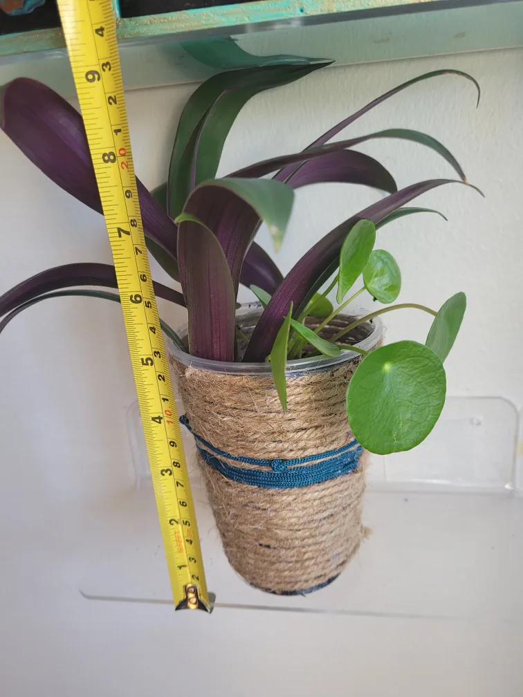 Tradescantia & Pilea Plant Arrangement image indicator(6)