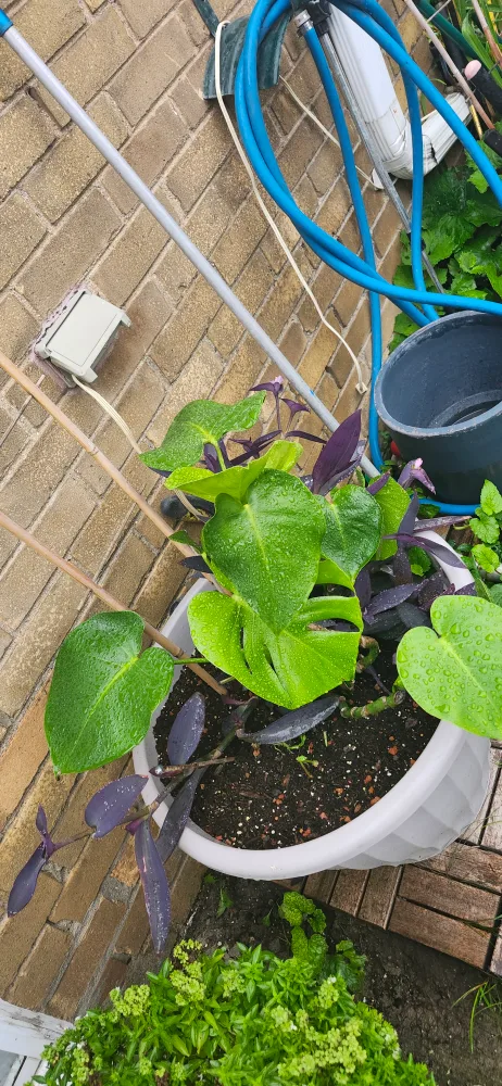 X-Large Potted Plants in Grey plastic . the price is firm image indicator(2)