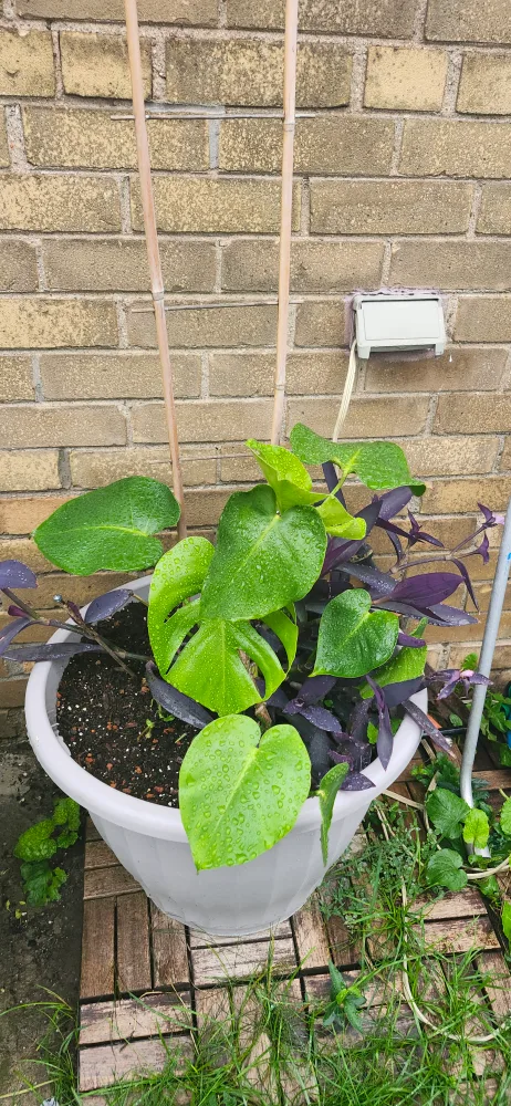 X-Large Potted Plants in Grey plastic . the price is firm image indicator(4)