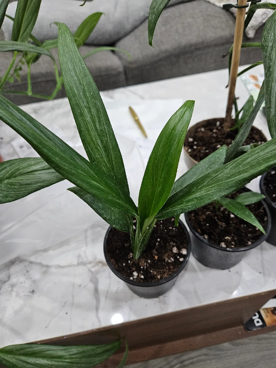 🥕Aglaonema Plant🥕 image indicator(3)