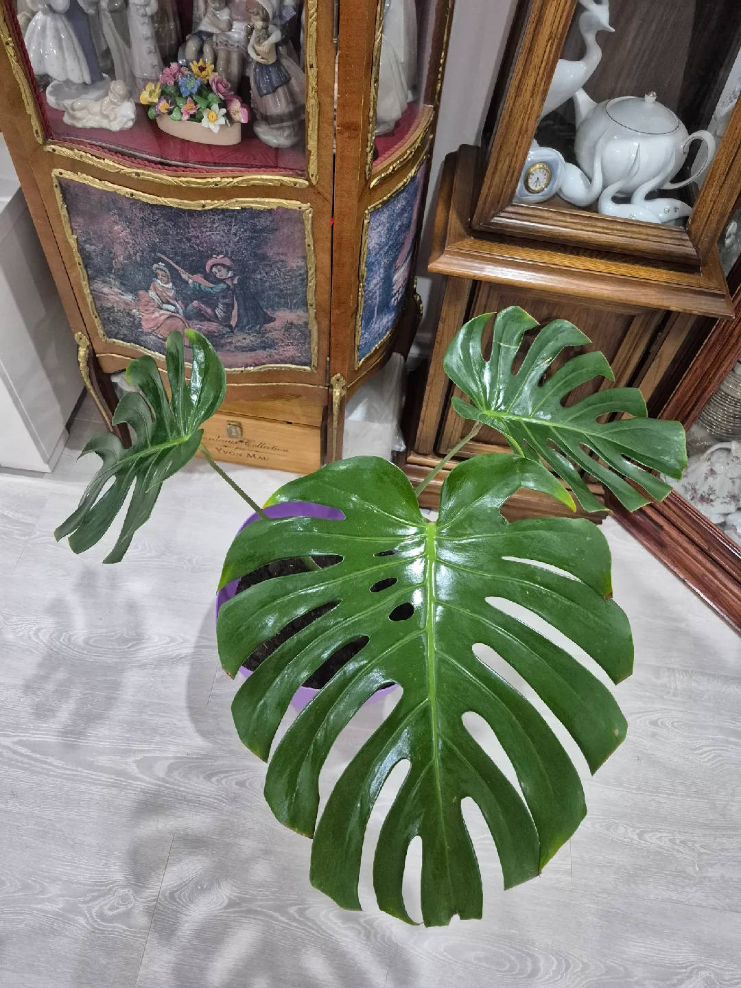 Monstera Plant thumbnail