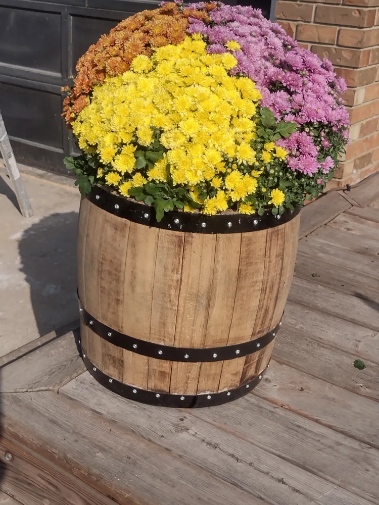 fall plant with 3/4 oak barrel container