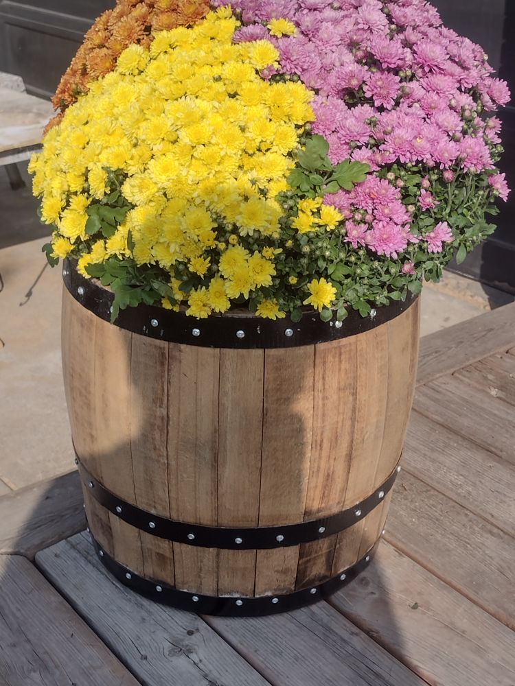 fall plant with 3/4 oak barrel container - photo 2