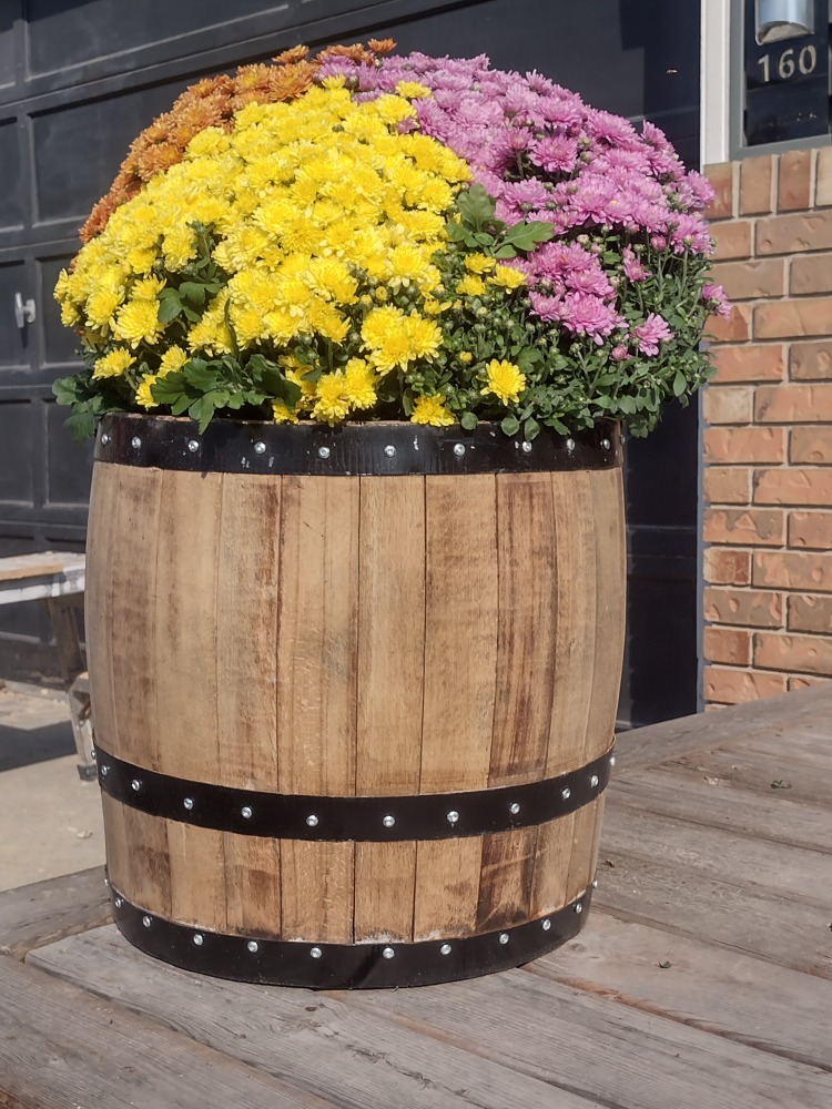 fall plant with 3/4 oak barrel container - photo 3