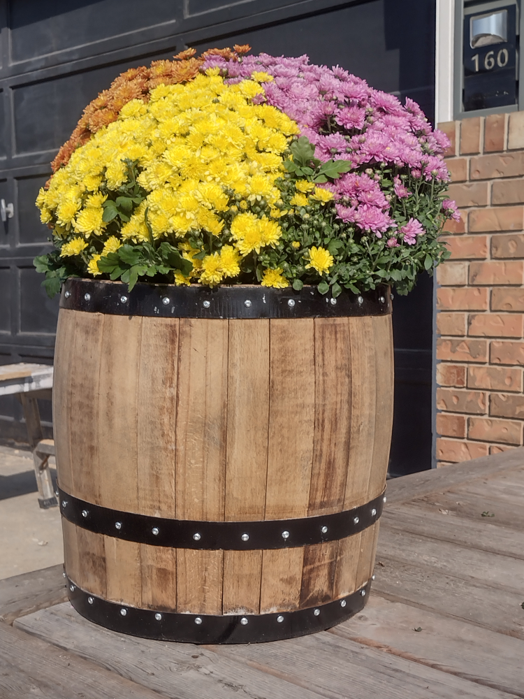 fall plant with 3/4 oak barrel container - photo 4