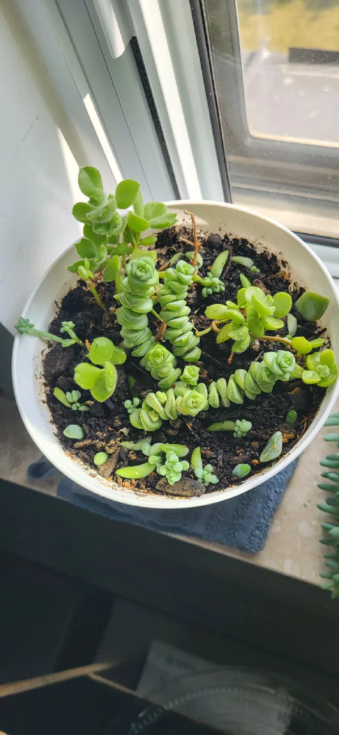 Crassula perforata, Bear Paw,Babies Donkey Tails succulent thumbnail