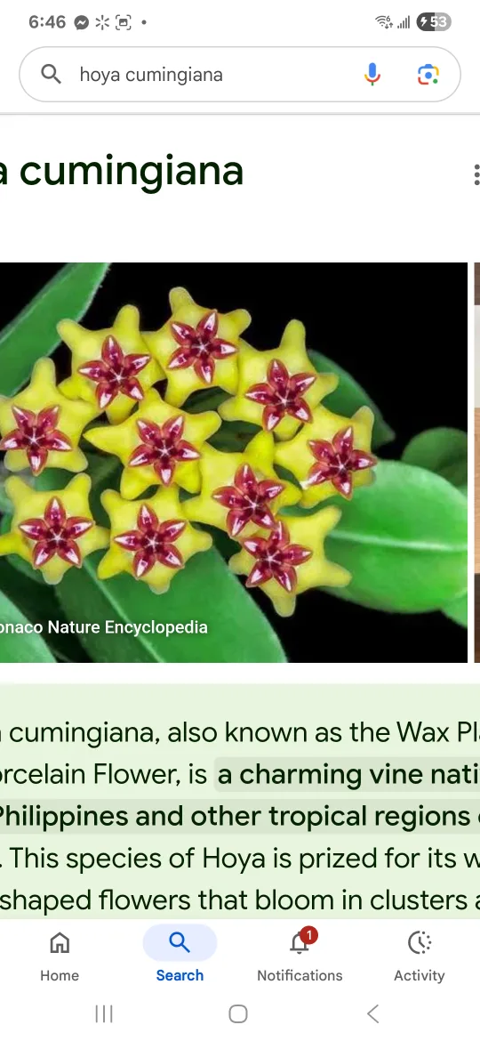 Hoya Cumingiana Plant thumbnail