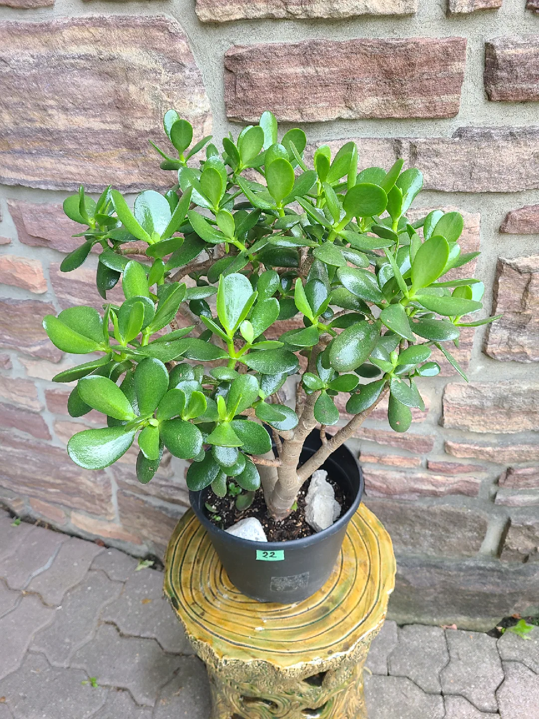 Medium Size Jade Plant #22 thumbnail