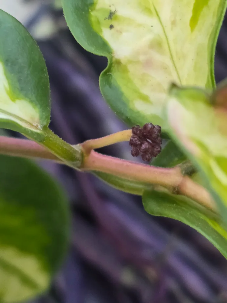 Hoya Australia Lisa variegated 8"hanging baskets image indicator(2)