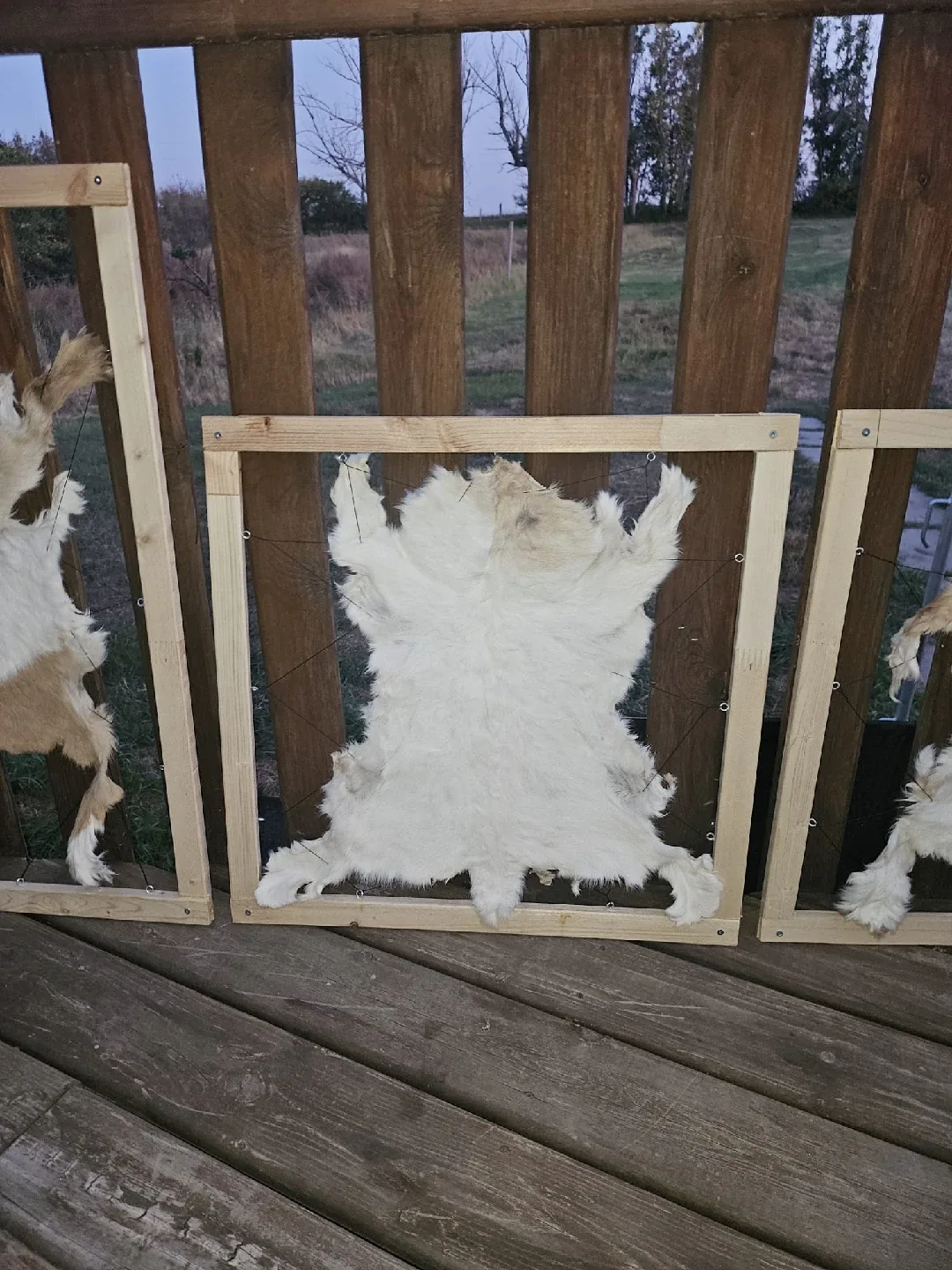 🖼️🐐Framed Goat Skin Decoration Hand-Made image indicator(6)