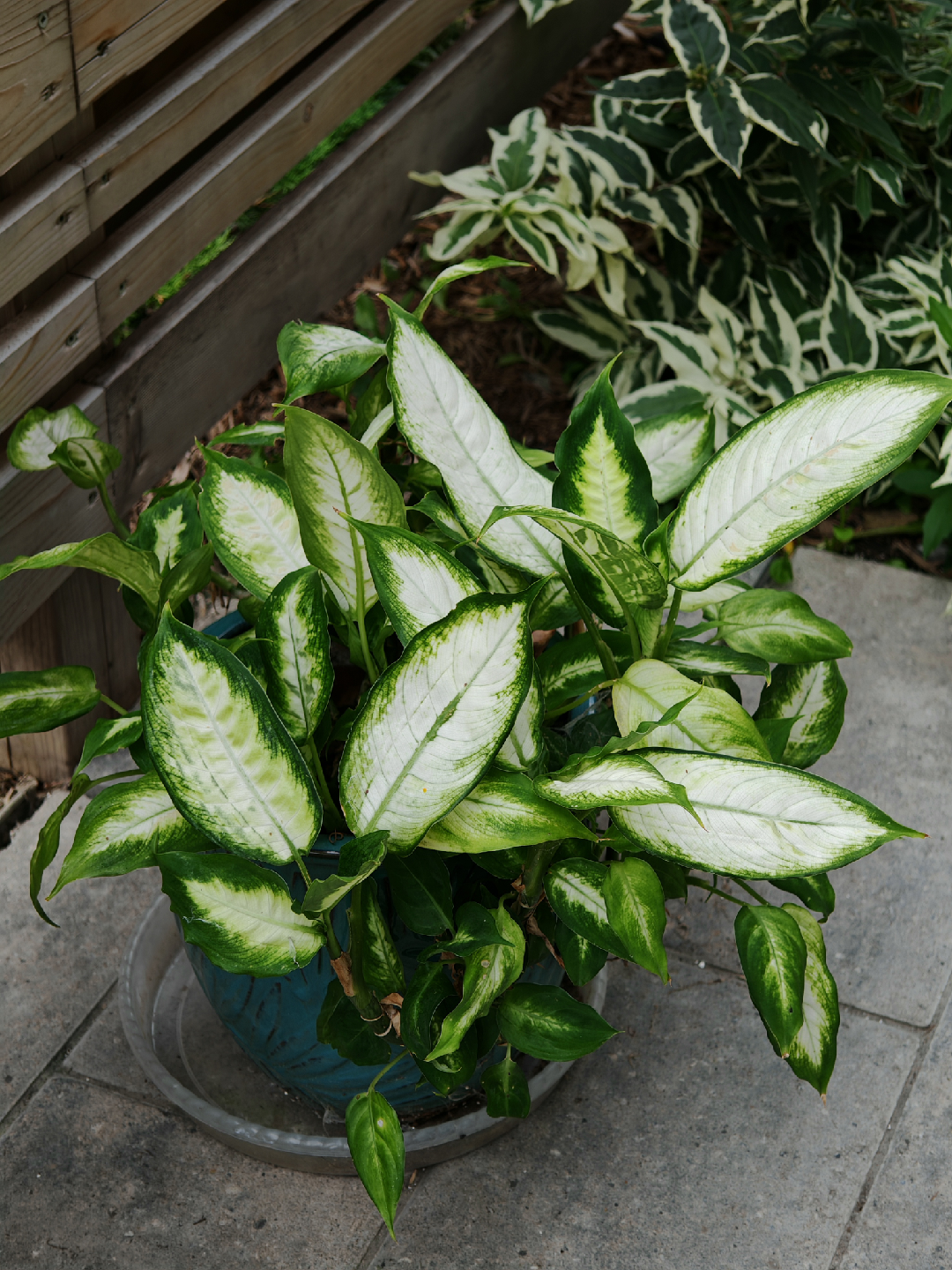 Plant