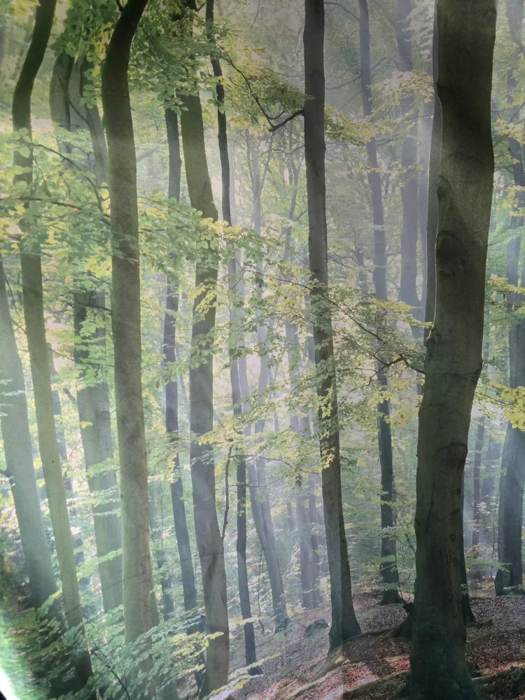 forest backdrop image indicator(3)