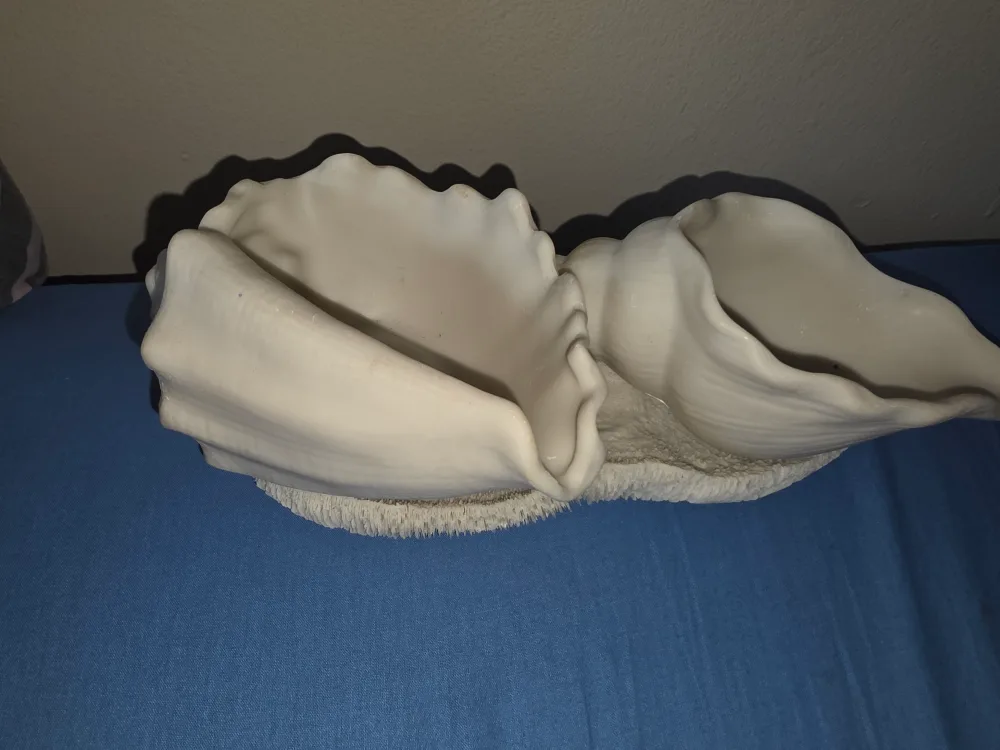 Seashell Decoration with real coral bottom image indicator(2)