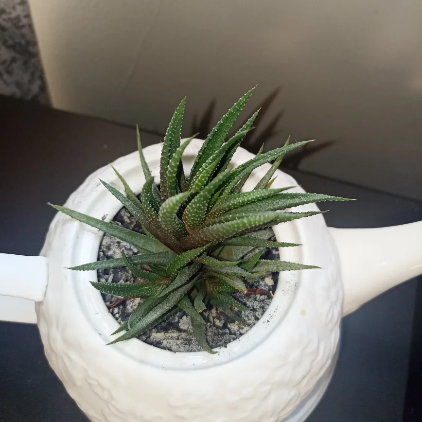 ‼️Sale‼️2 Haworthia fasciata - succulents image indicator(3)