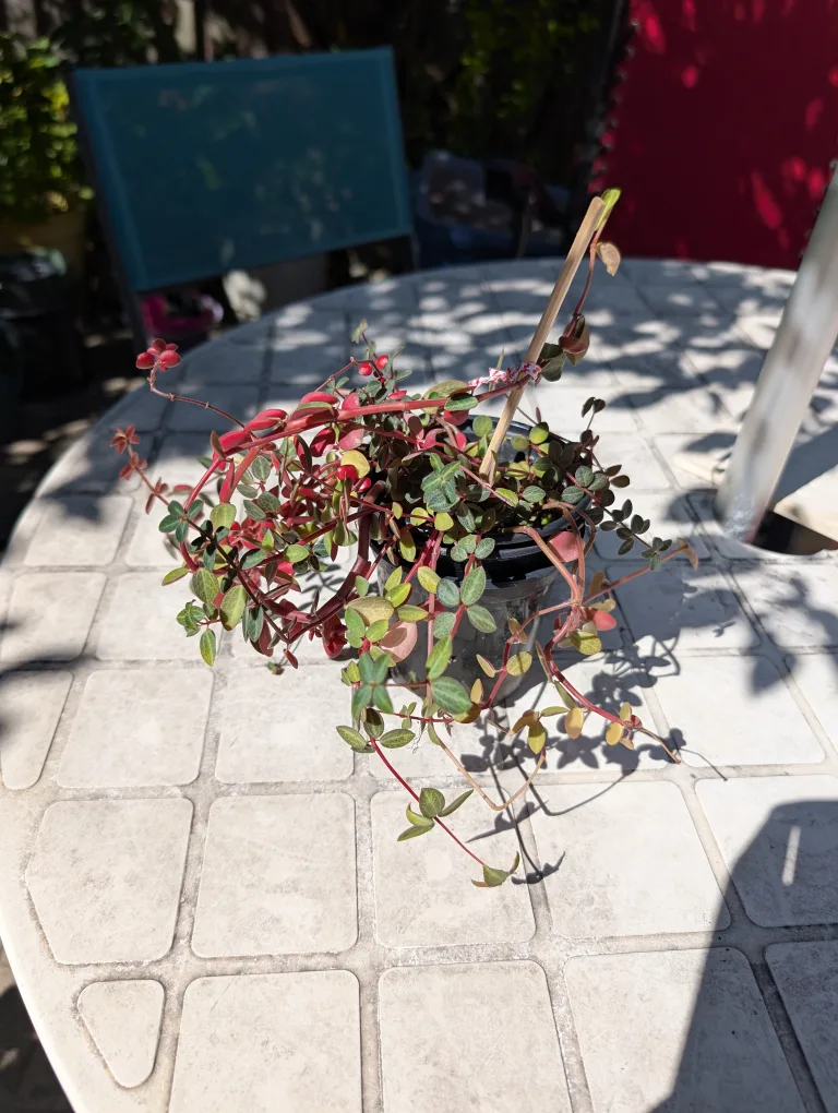 Potted Plant, red log peperomia thumbnail