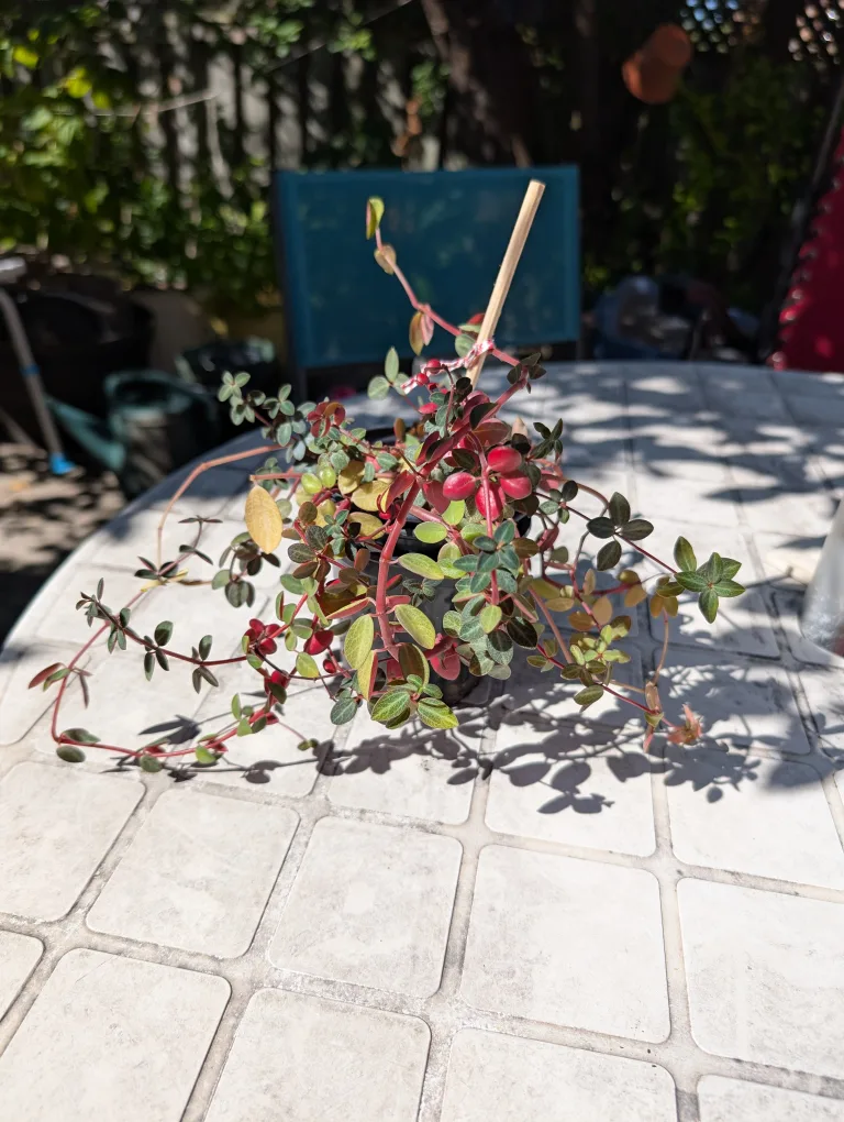 Potted Plant, red log peperomia image indicator(2)