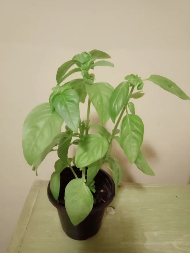 Basil image indicator(2)