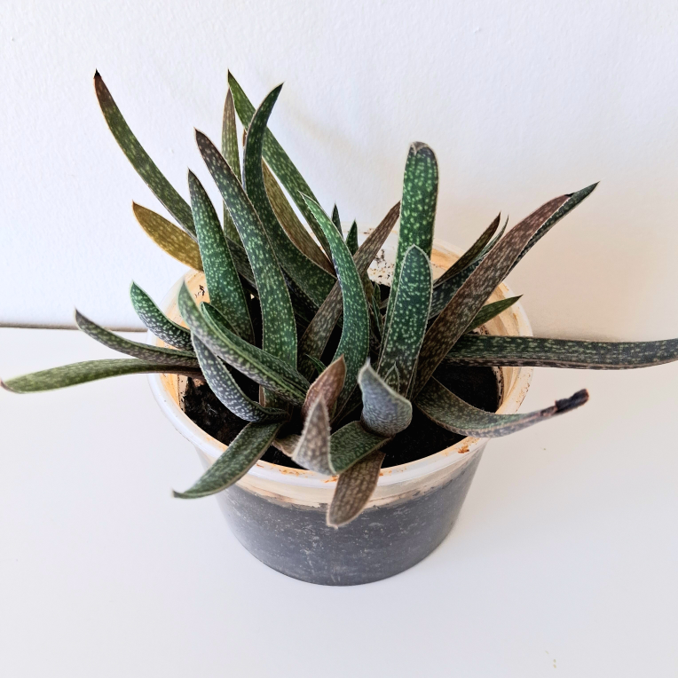🌱 Aloe 🌻 - photo 3