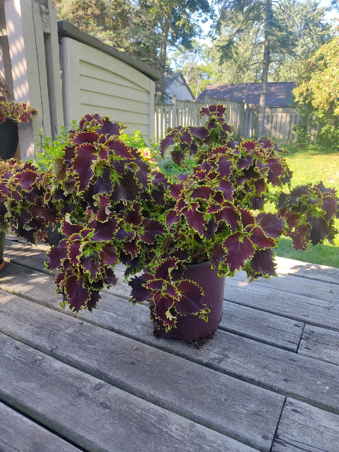 Coleus Plant image indicator(2)