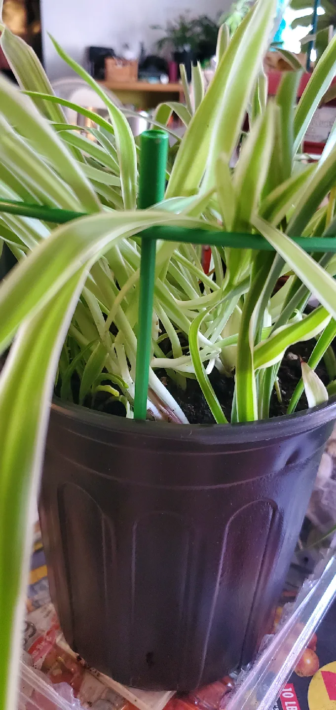Spider Plant in Black Pot image indicator(4)