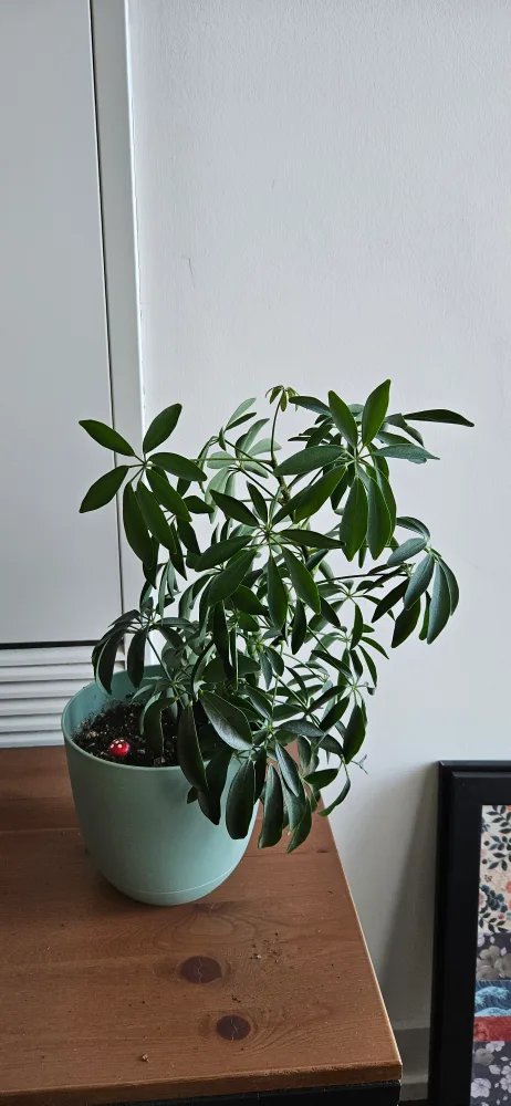 Schefflera Arboricola Plant with pot thumbnail