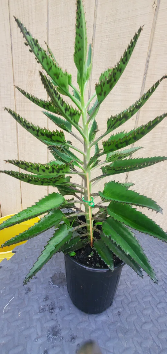 Mother of Thousands Plant image indicator(5)