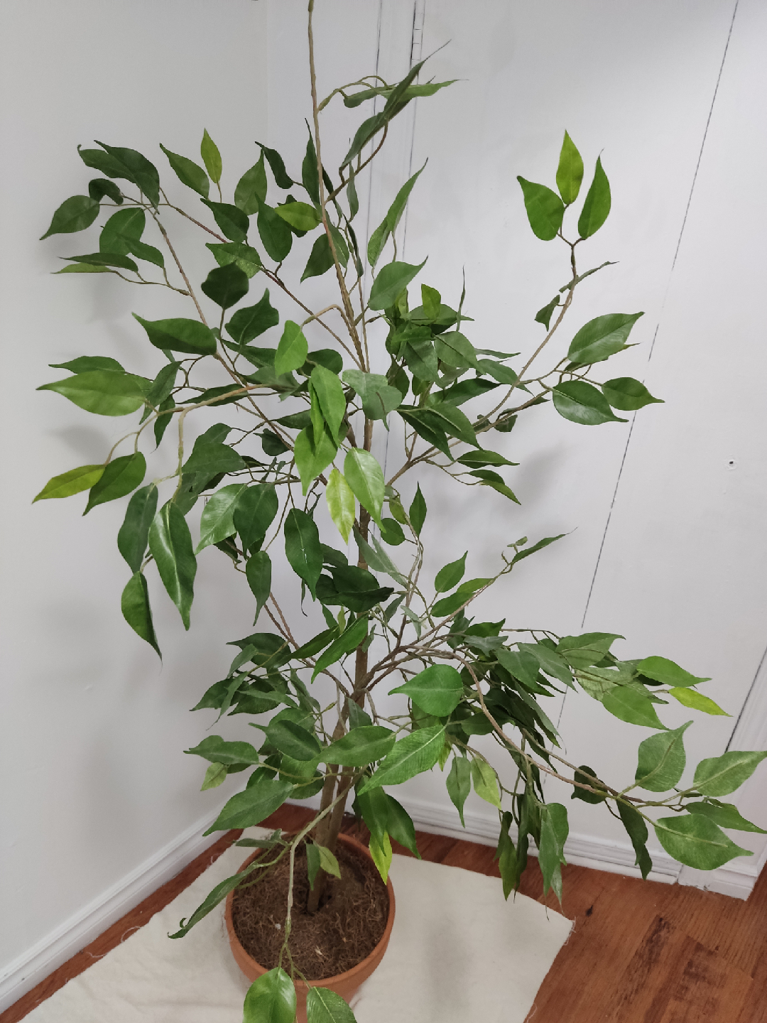 Faux Ficus Tree in Pot - photo 3