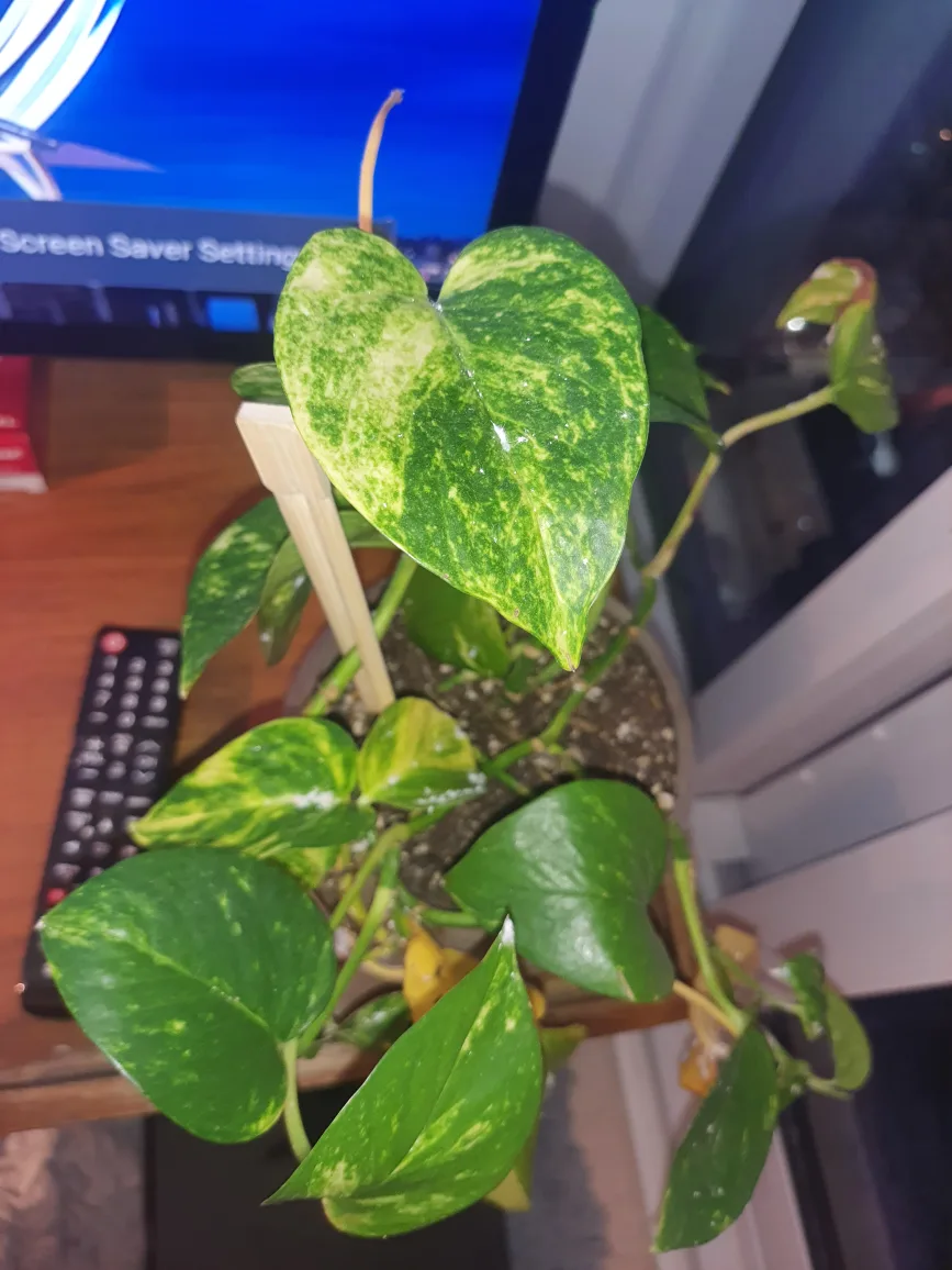Golden Pothos Plant🥕 thumbnail