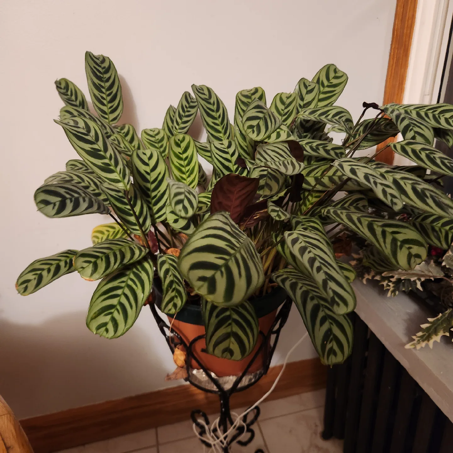 Calathea Zebrina Plant image indicator(4)