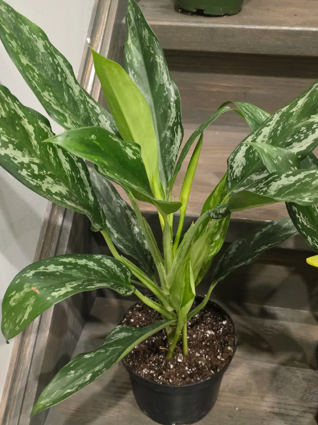 Aglaonema Plant. low light low maintenance plant image indicator(3)