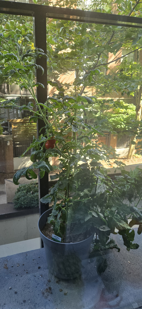 Tomato Plant with pot