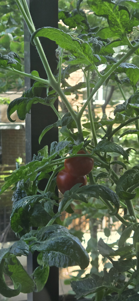 Tomato Plant with pot - photo 2