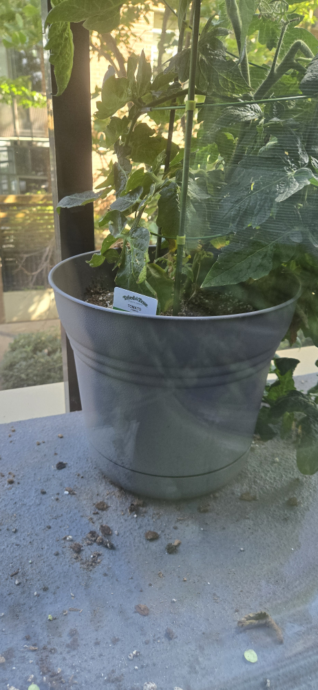 Tomato Plant with pot - photo 3
