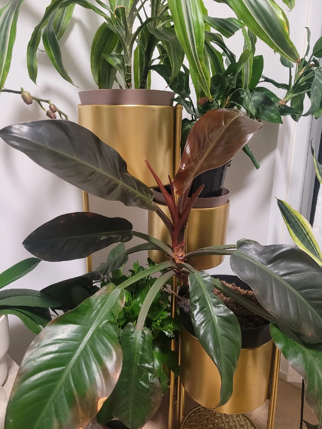 Philodendron Melanochrysum image indicator(4)