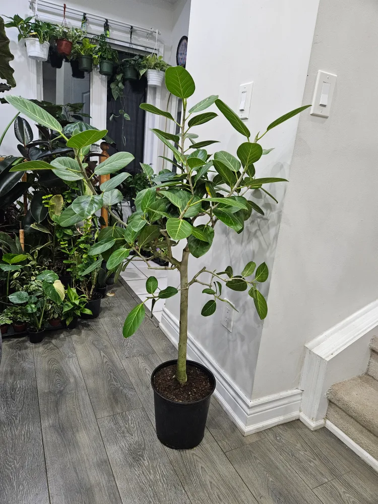 🥕Ficus Alii Plant🥕 thumbnail