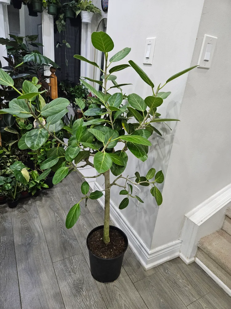 🥕Ficus Alii Plant🥕 image indicator(2)