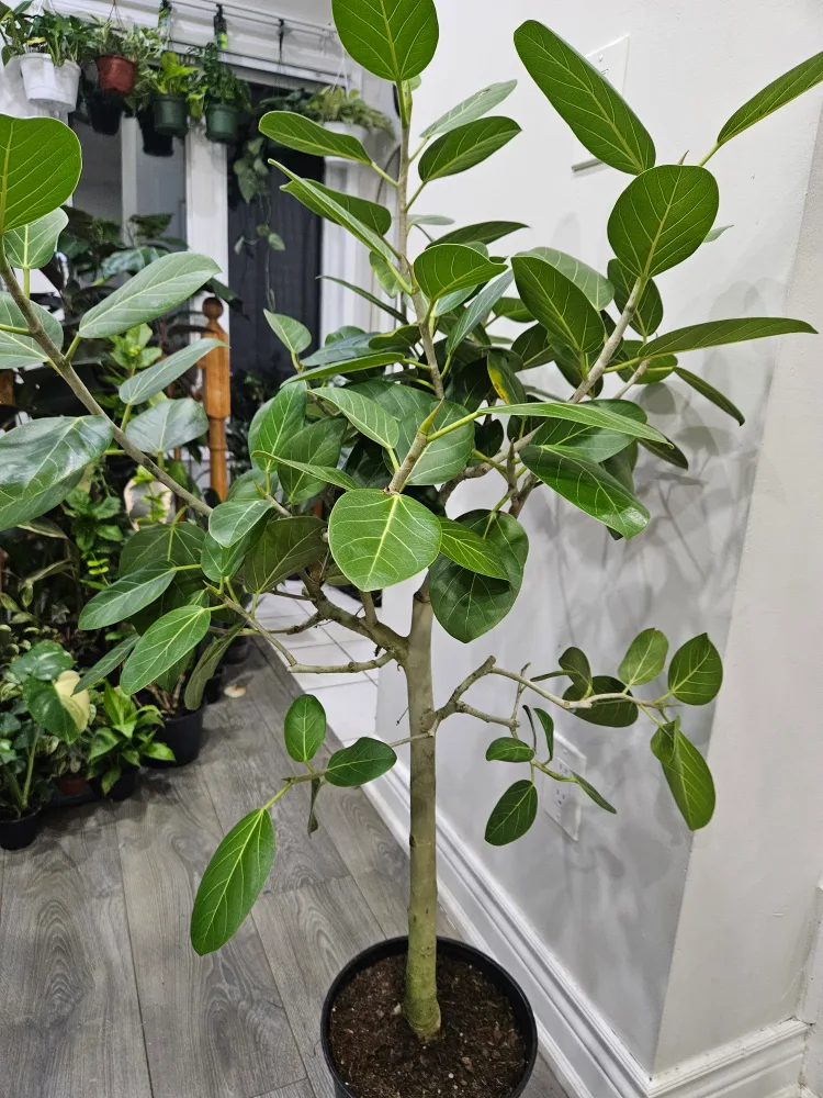 🥕Ficus Alii Plant🥕 image indicator(3)