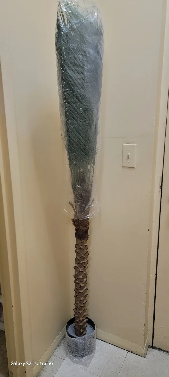 palma artificial image indicator(2)