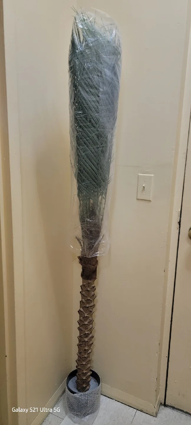 palma artificial image indicator(3)