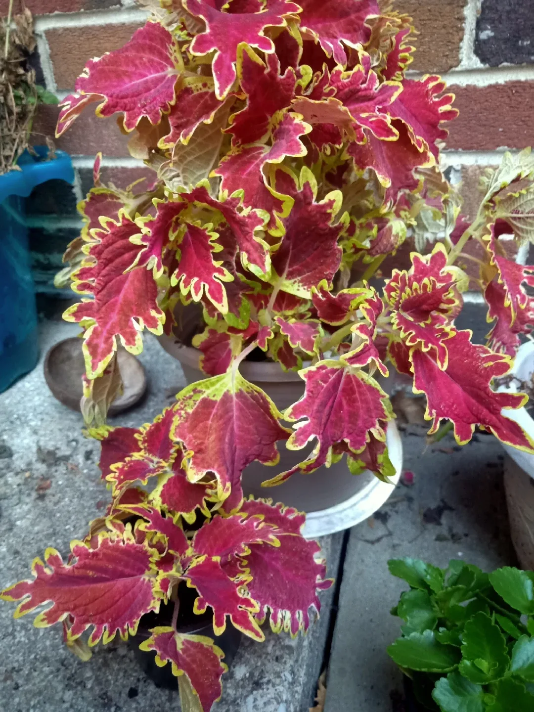 Radiant Red Coleus image indicator(2)