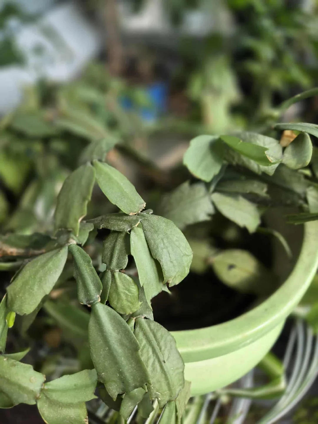 Christmas cactus thumbnail
