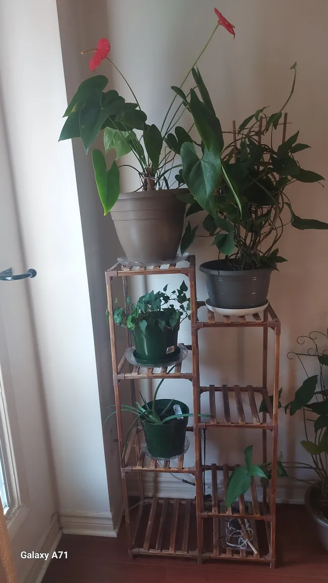 Wooden Plant Stand image indicator(2)