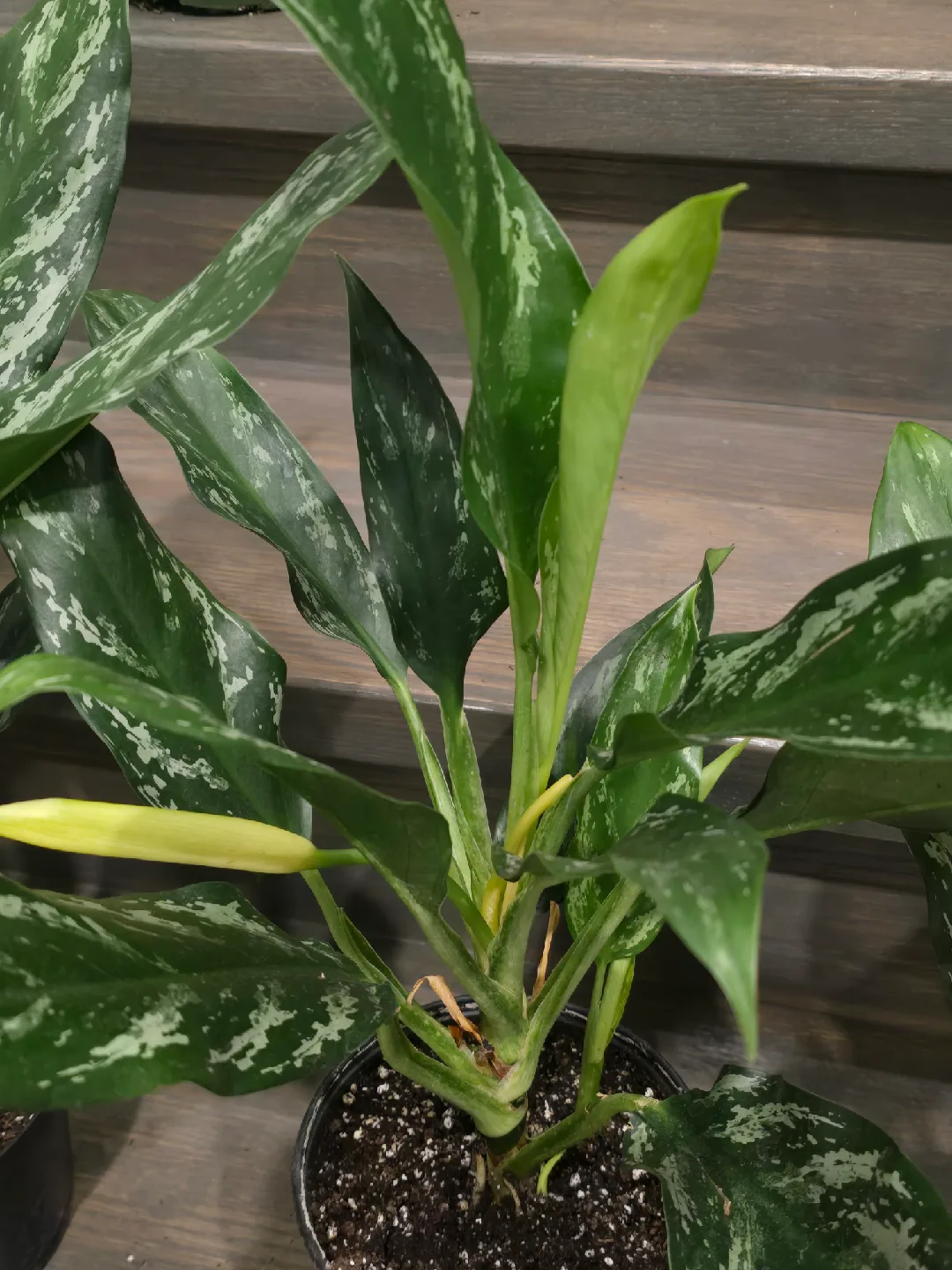 Aglaonema Plant. low light low maintenance plant image indicator(2)