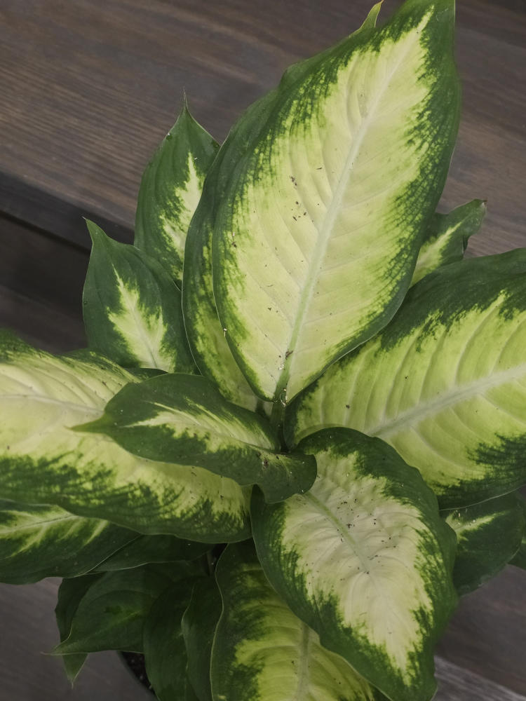 Dieffenbachia Plant in Pot - photo 2