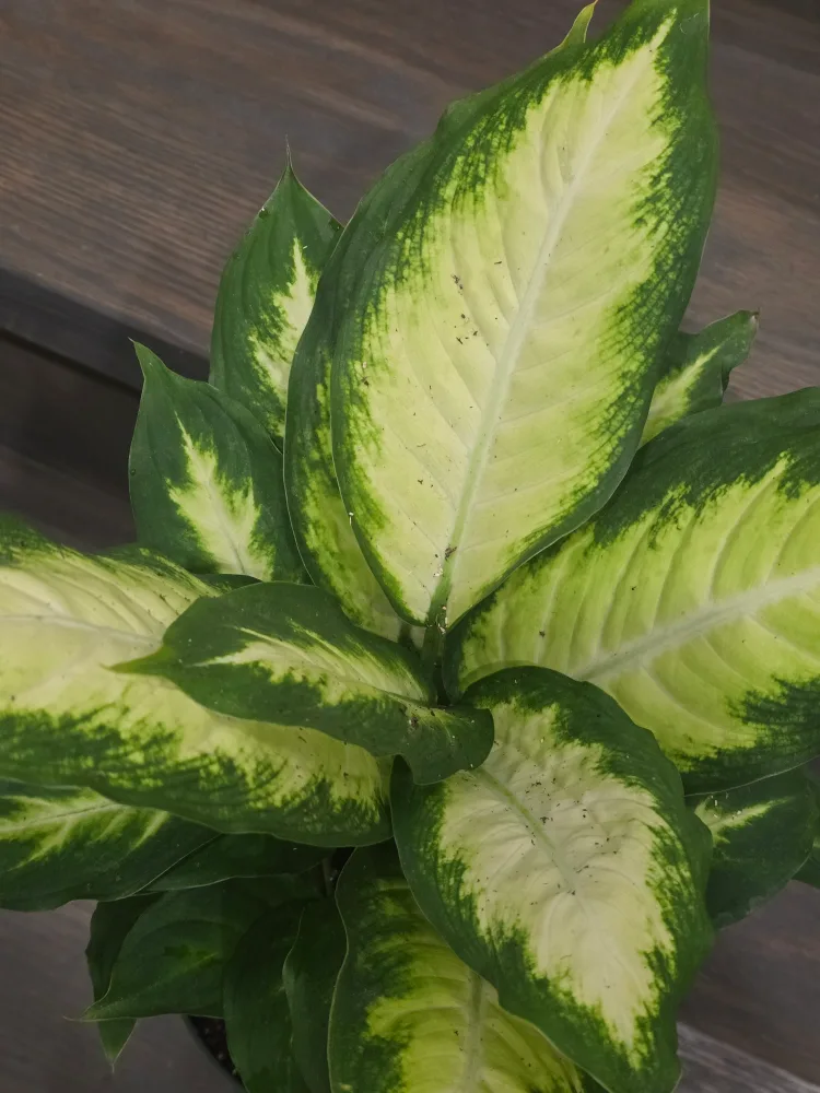 Dieffenbachia Plant in Pot image indicator(2)